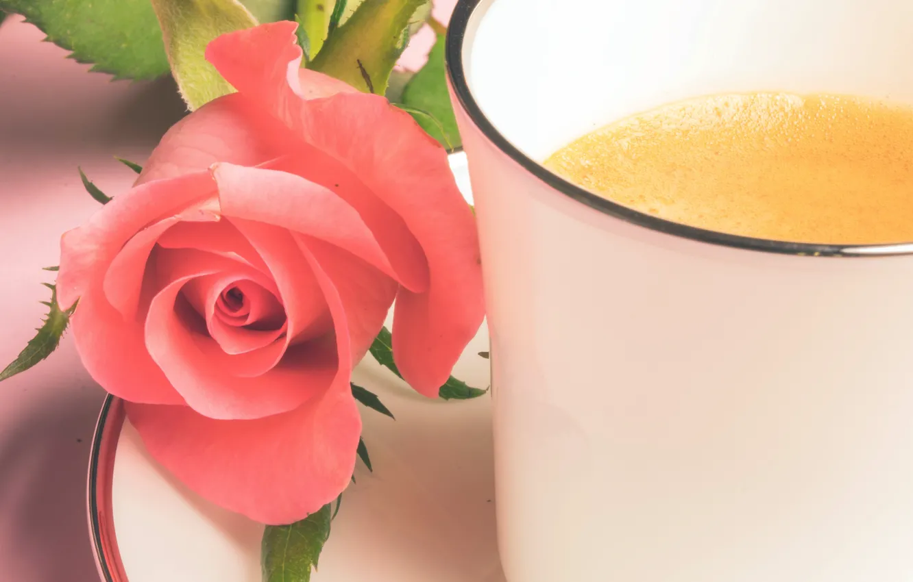 Photo wallpaper flowers, roses, mug