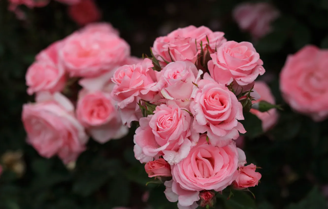 Photo wallpaper macro, roses, petals, pink, buds, bokeh