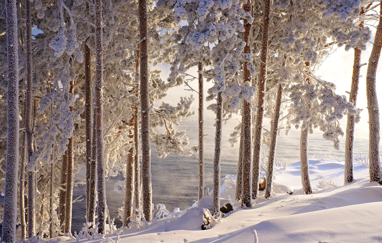 Photo wallpaper trees, frost, winter, snow, water, beauty