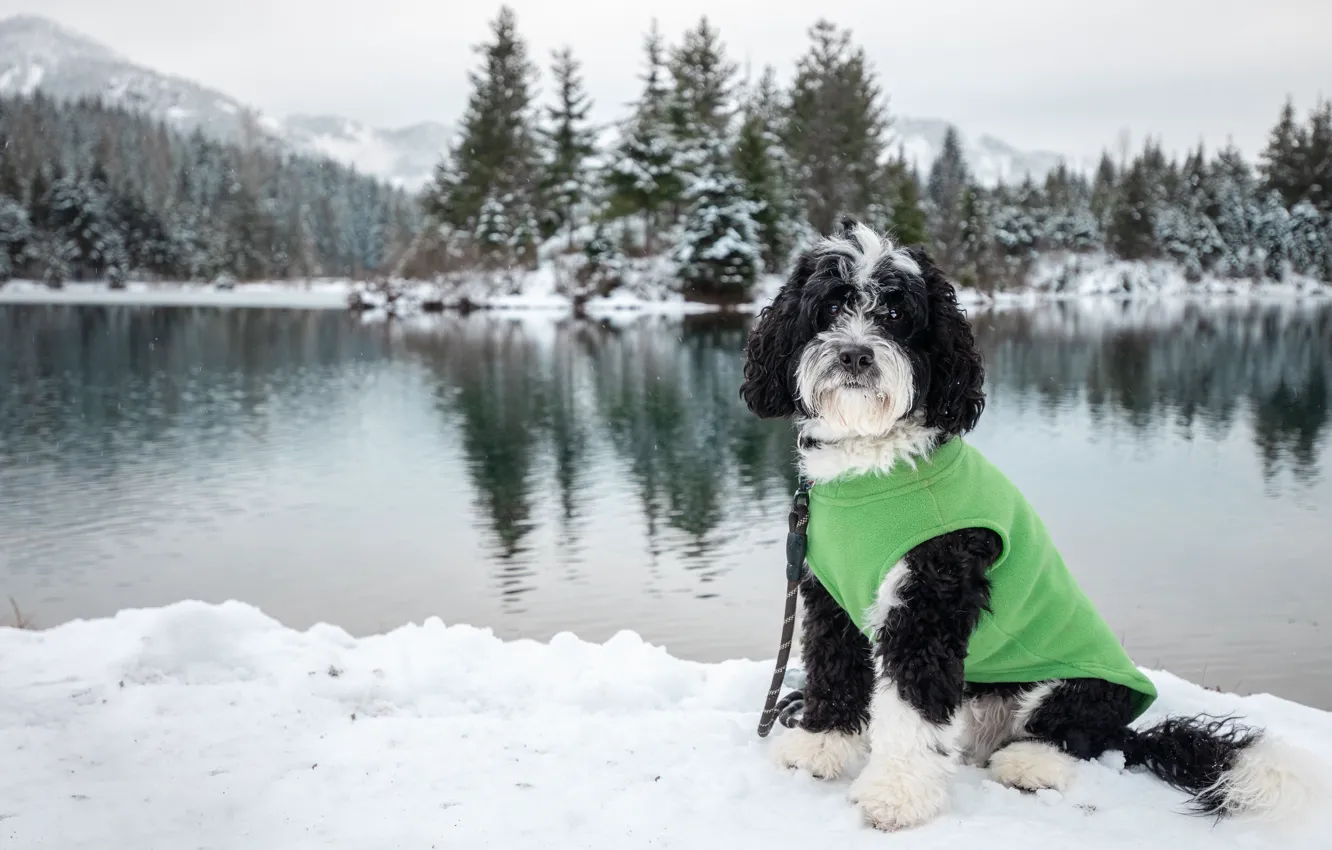 Photo wallpaper winter, forest, snow, mountains, reflection, black and white, shore, dog