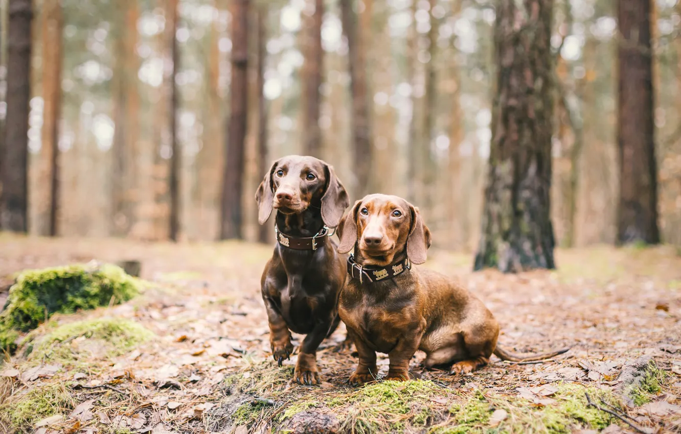 Photo wallpaper forest, each, dog