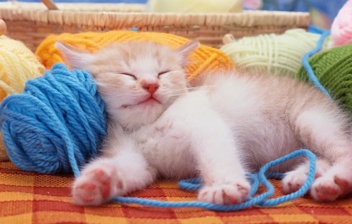 Photo wallpaper cat, animal, sleeping, kitty, animals, cat, Cute funny kitty, Sweet funny kitty