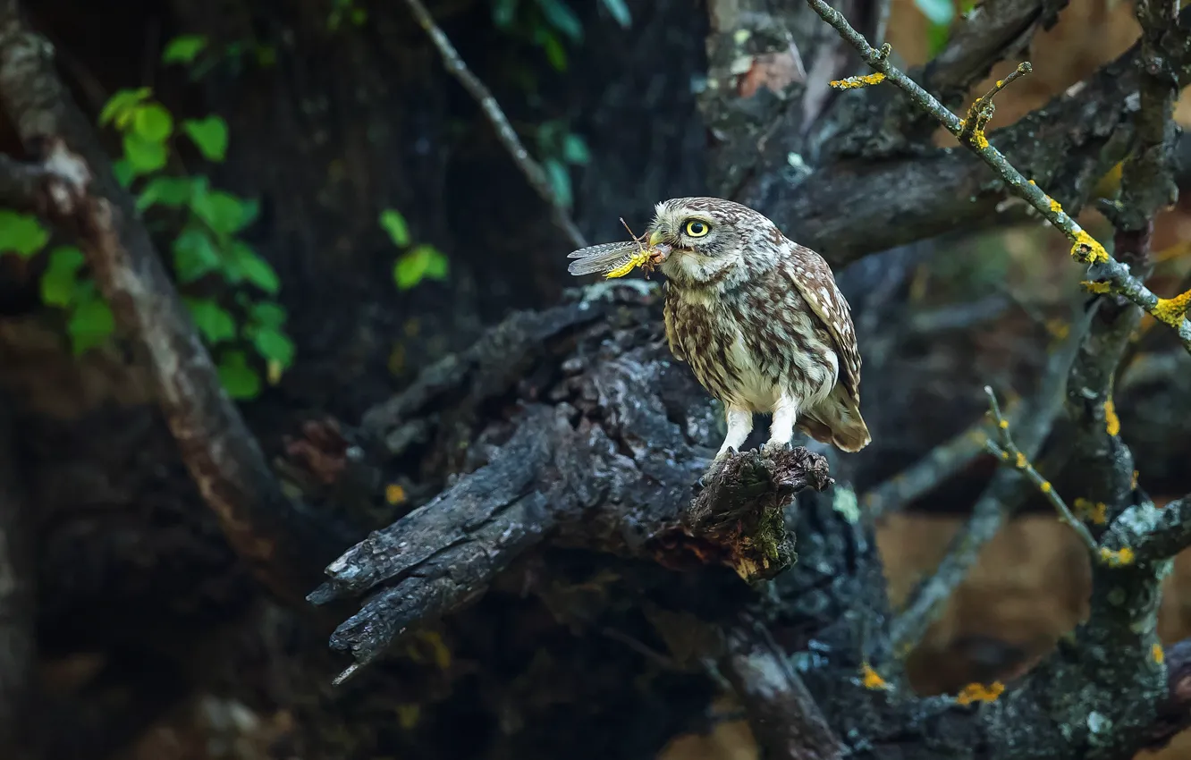 Photo wallpaper forest, trees, branches, owl, bird, insect, bitches, mining