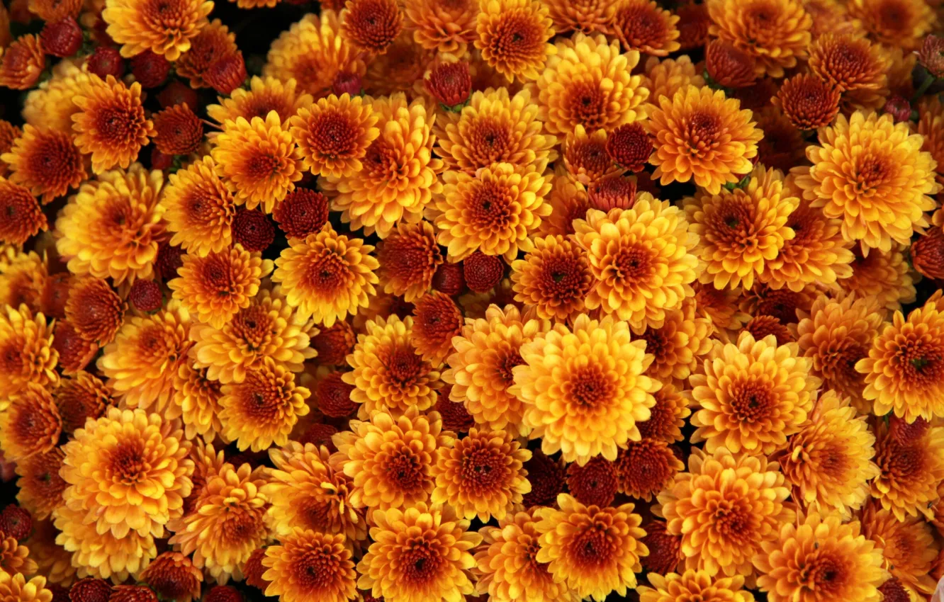 Photo wallpaper flowers, yellow, background, texture, chrysanthemum, flora
