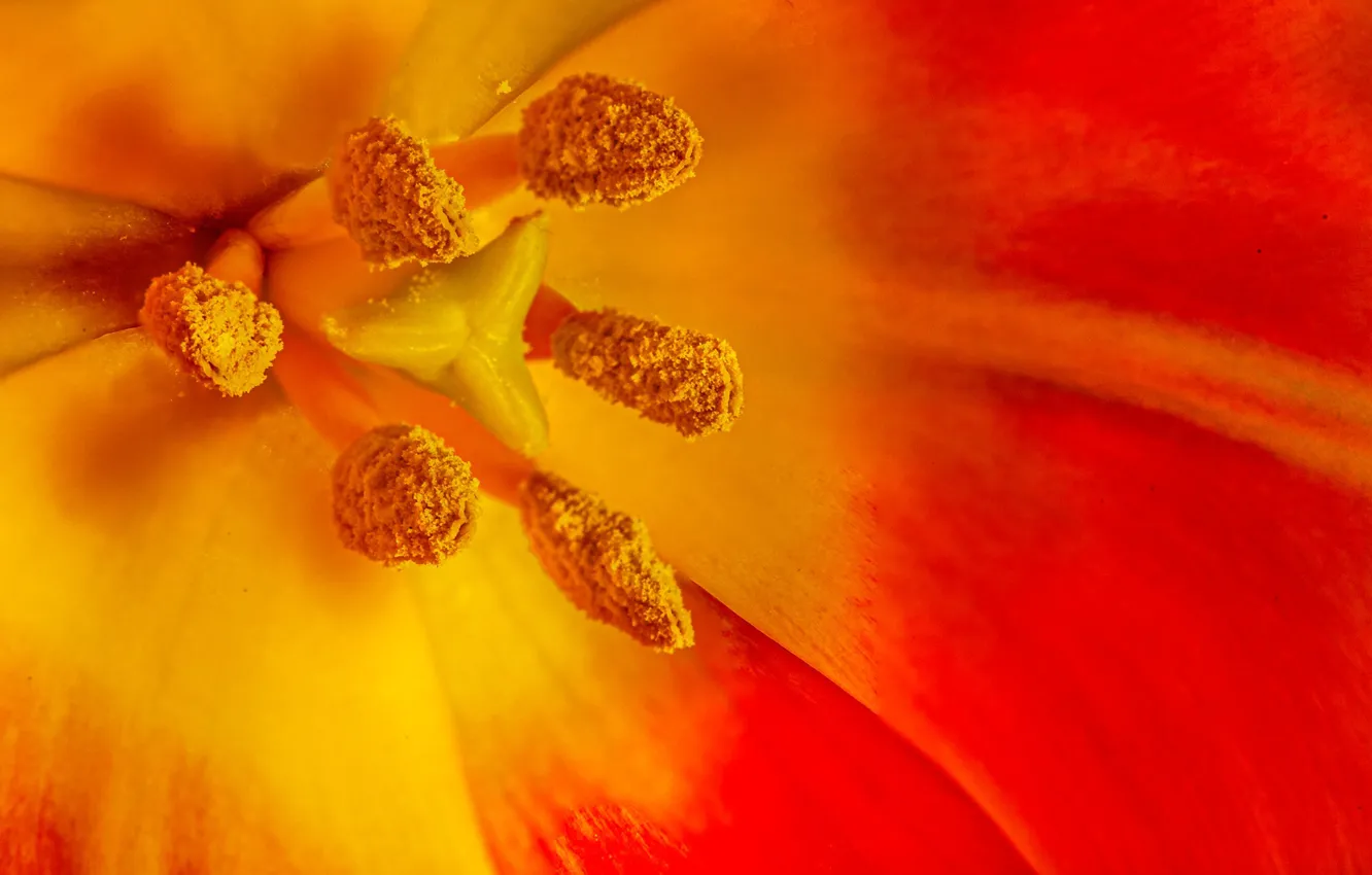 Photo wallpaper flowers, petals, stamens, tulips