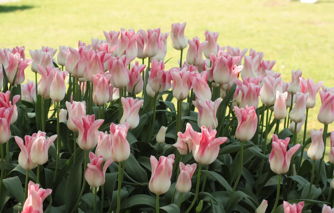Photo wallpaper flowers, glade, Tulips