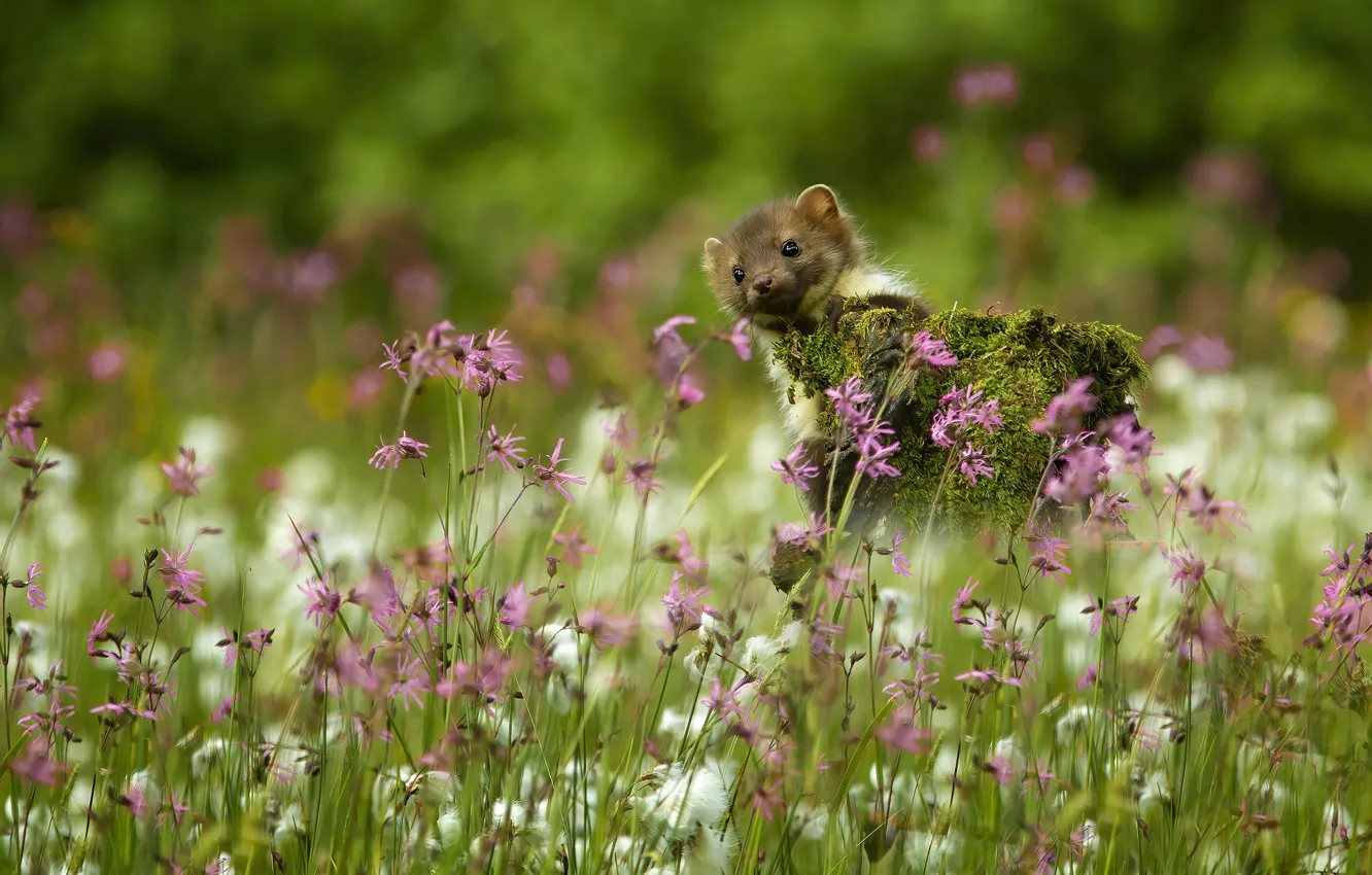 Photo wallpaper flowers, glade, moss, stump, cub, bokeh, marten