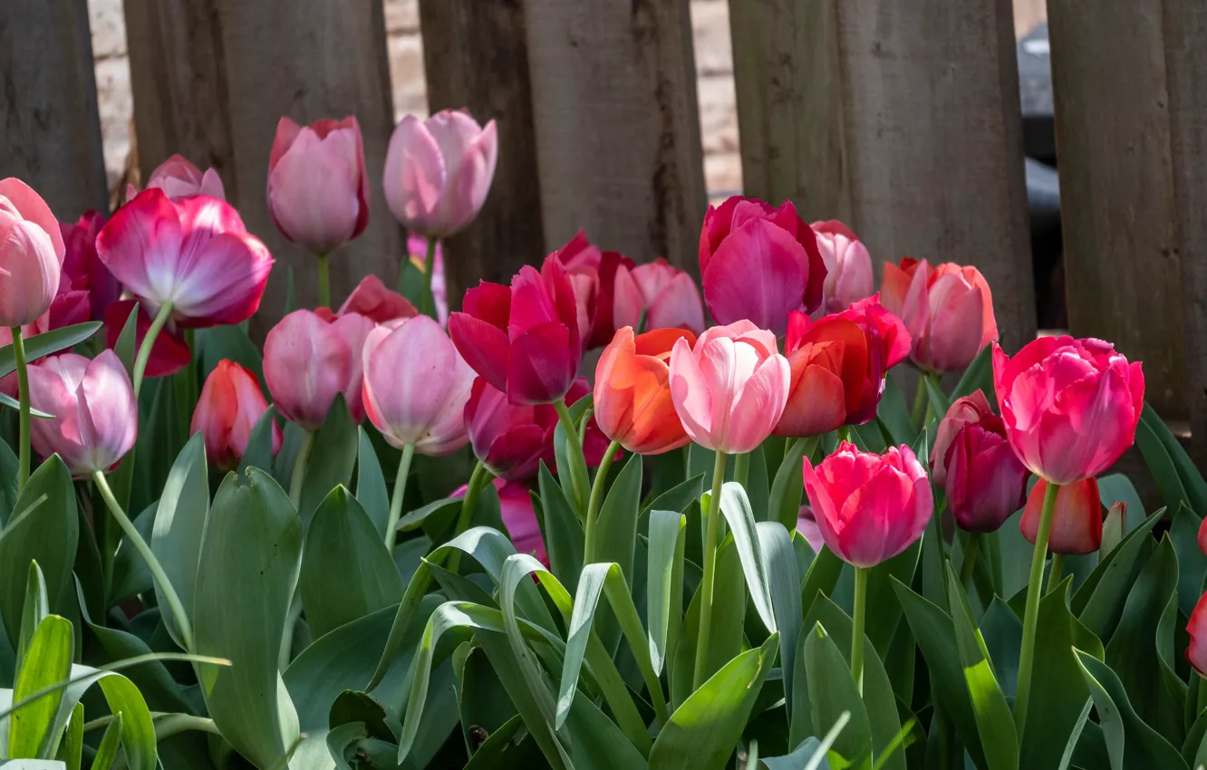 Photo wallpaper flowers, Board, the fence, spring, garden, tulips, red, pink