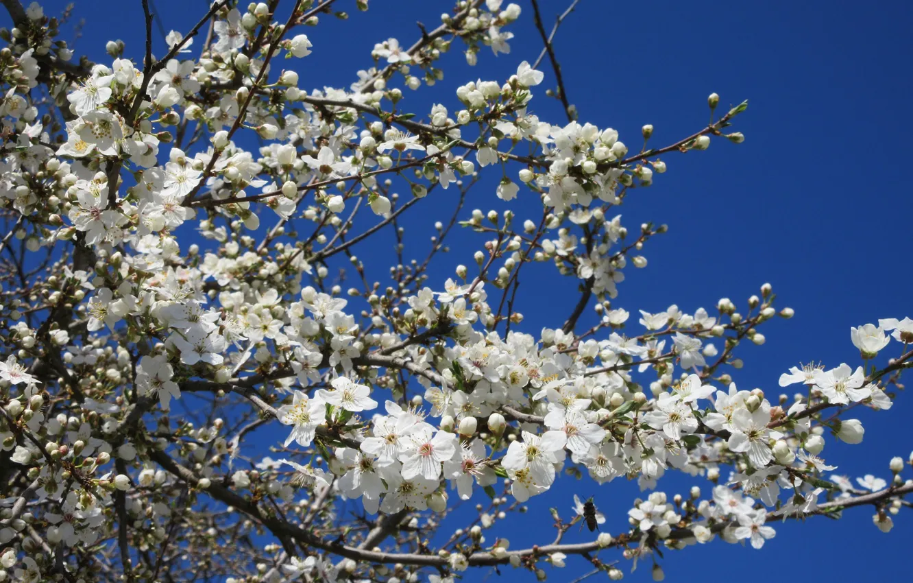 Photo wallpaper the sky, flowers, branches, spring, April, spring 2018, Mamala ©