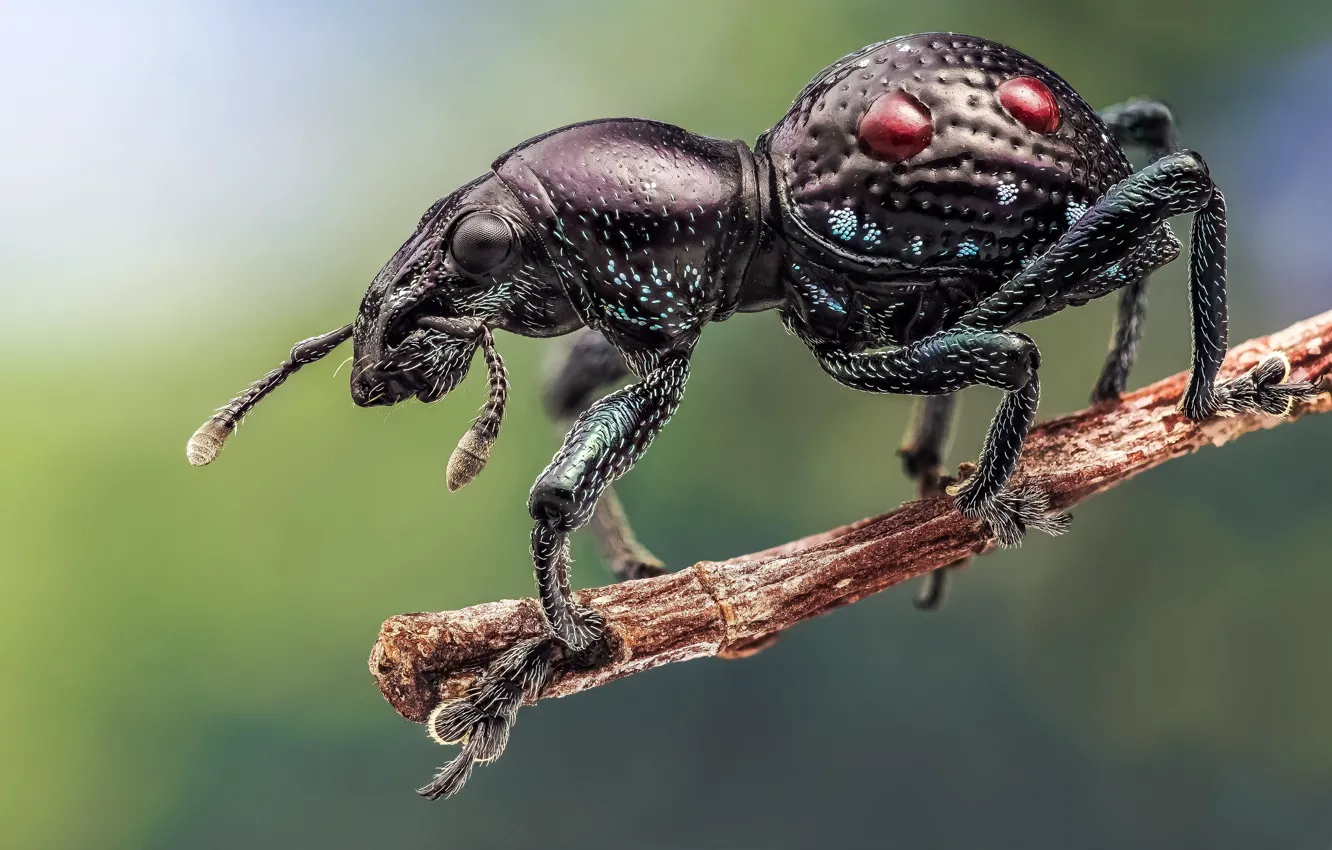 Photo wallpaper beetle, branch, insect, weevil