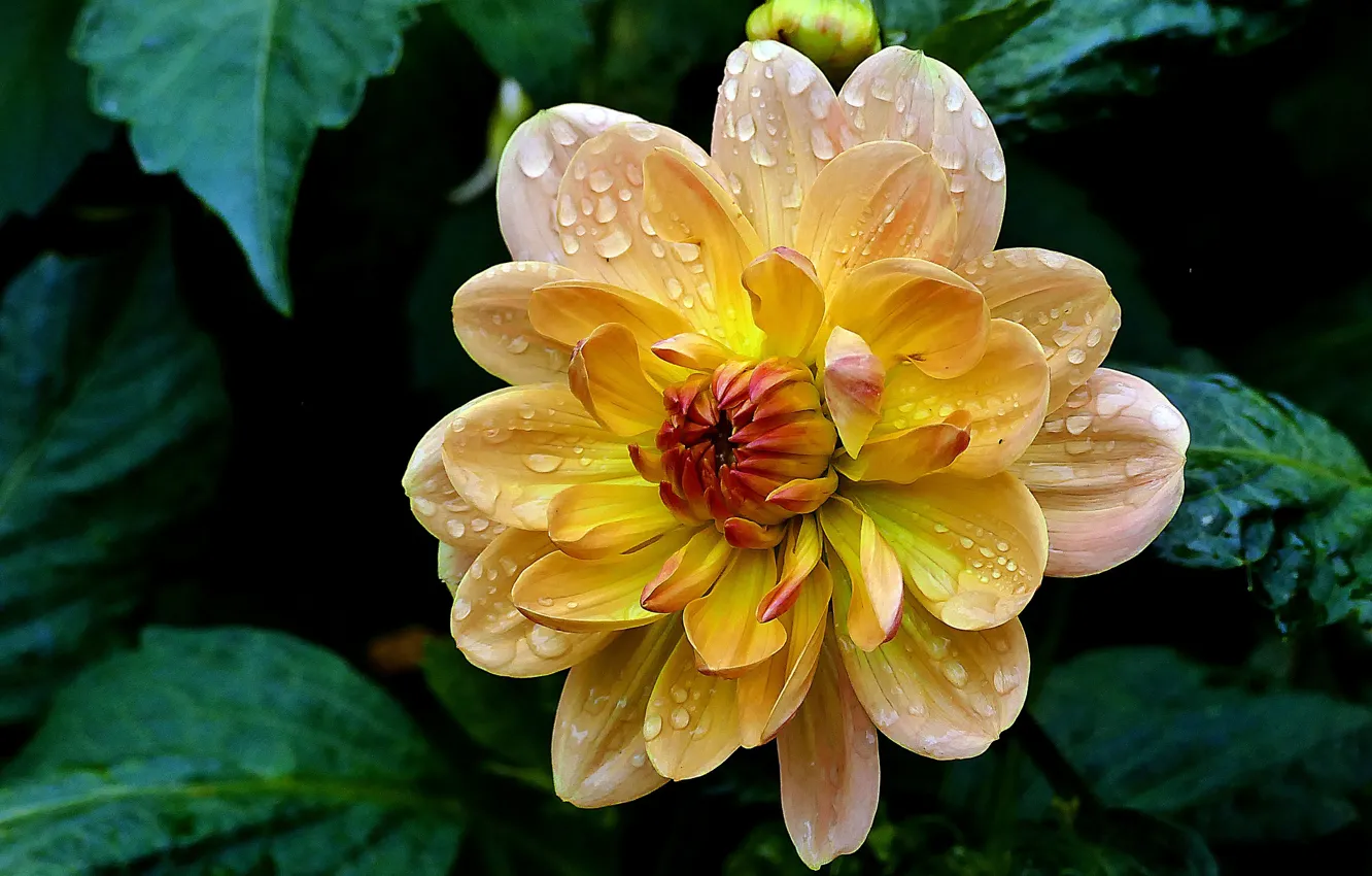 Photo wallpaper water drops, dahlias, Astrov