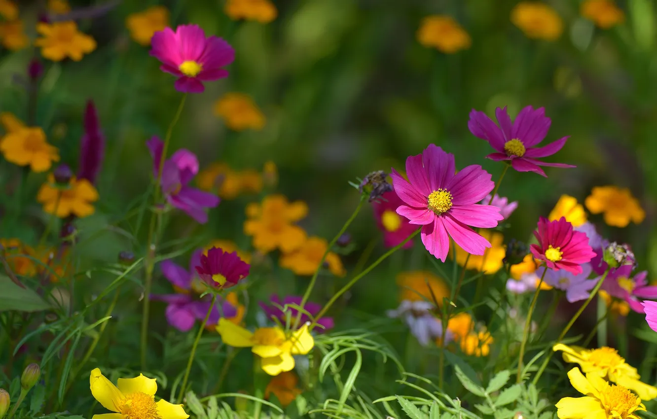 Photo wallpaper field, grass, petals, meadow, kosmeya