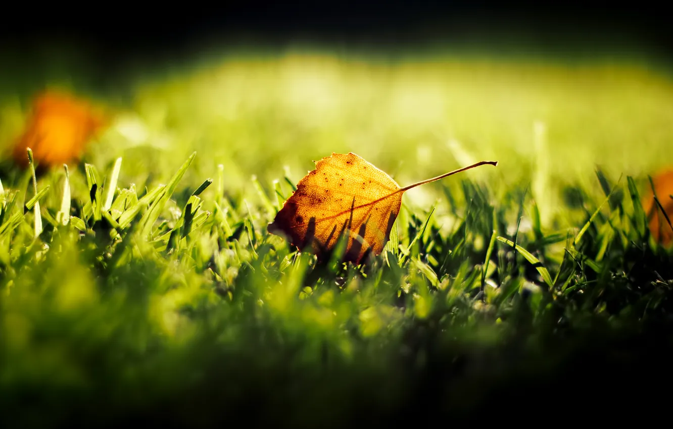 Photo wallpaper autumn, grass, leaf, bokeh