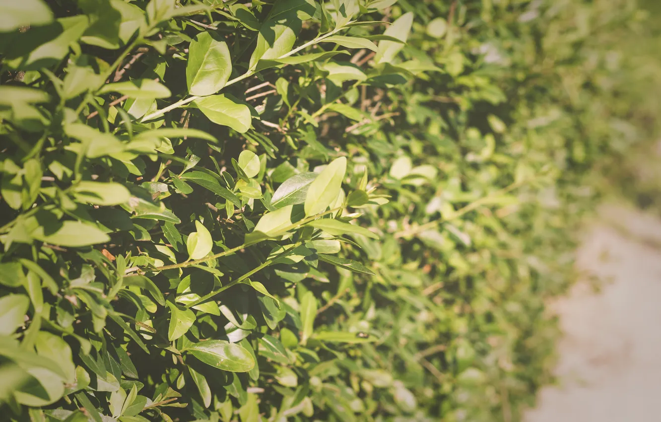 Photo wallpaper greens, summer, leaves, the bushes