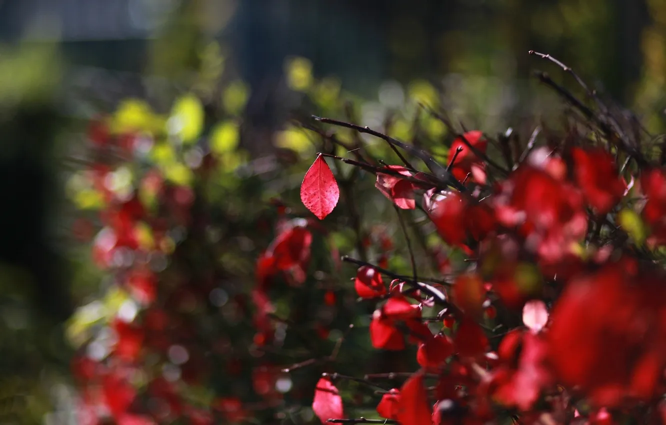 Photo wallpaper leaves, macro, trees, red, background, Wallpaper, blur, leaf