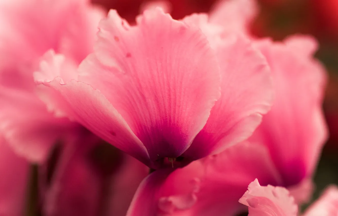 Photo wallpaper macro, flowers, pink, cyclamen