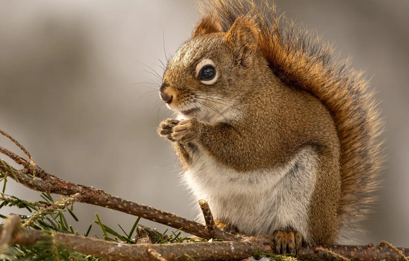 Photo wallpaper branches, protein, squirrel