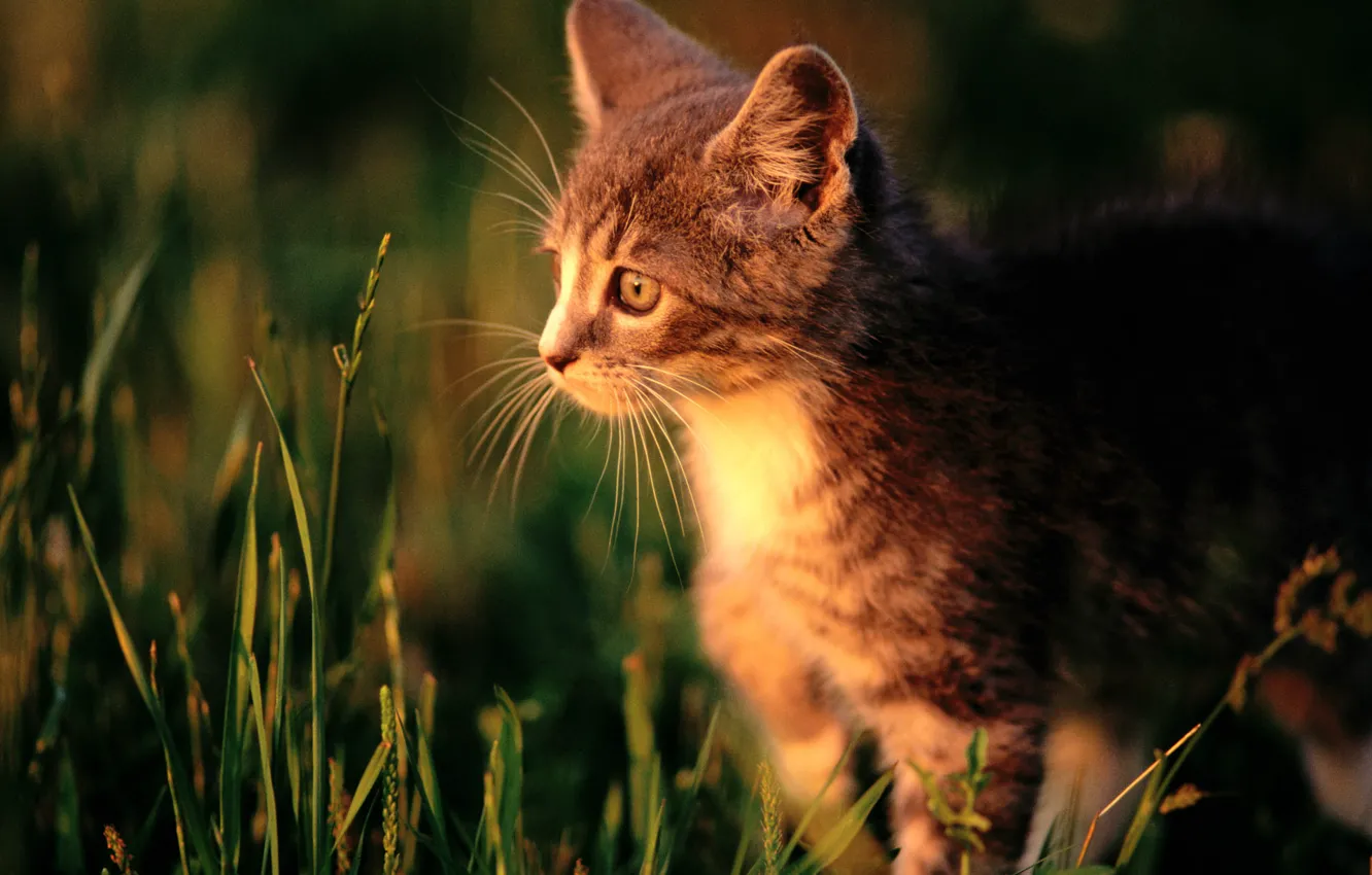 Photo wallpaper cat, grass, cat, macro, kitty, cat