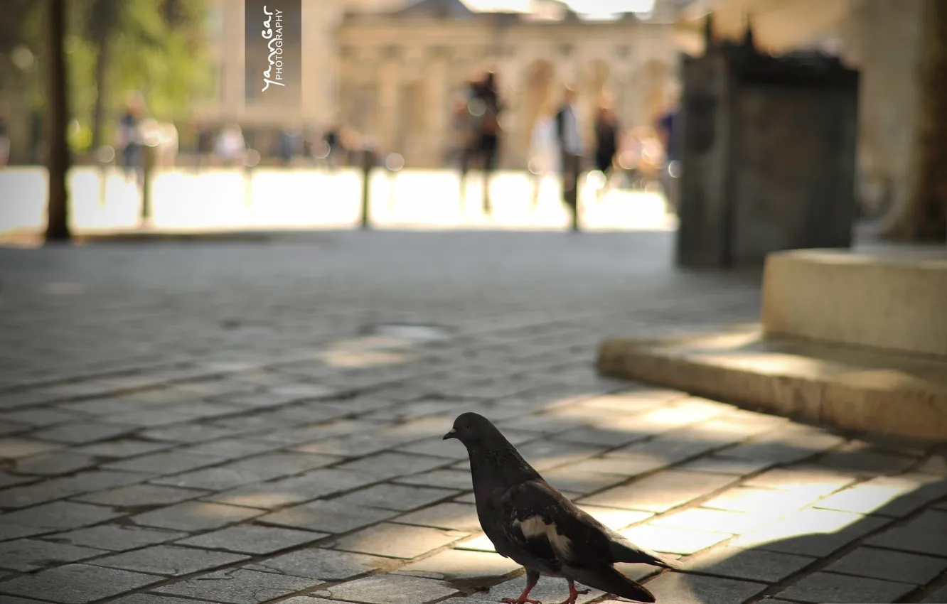 Photo wallpaper bird, tile, people, area, pigeons, bokeh