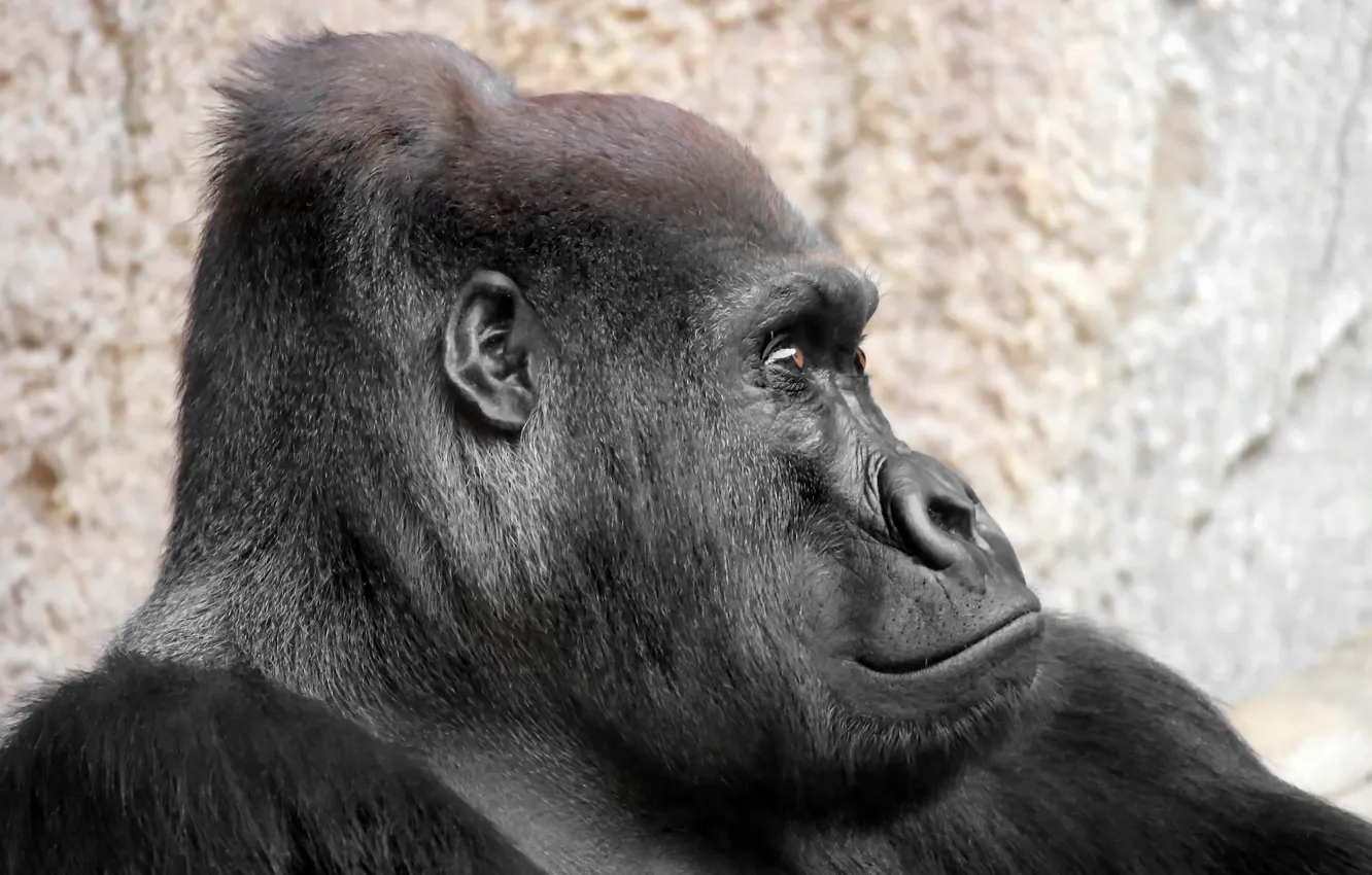 Photo wallpaper portrait, monkey, Gorilla