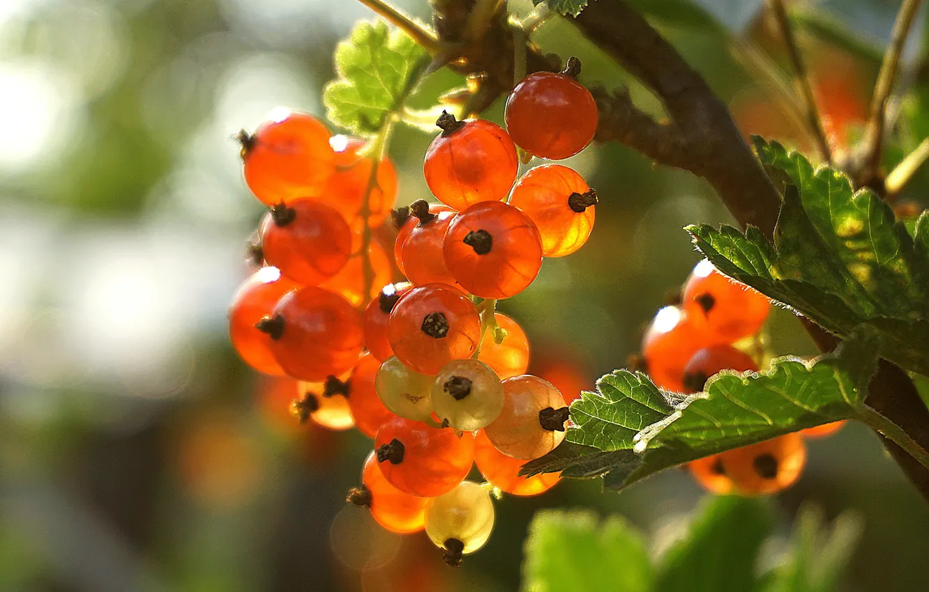 Photo wallpaper summer, leaves, light, branches, red, berries, fruit, currants