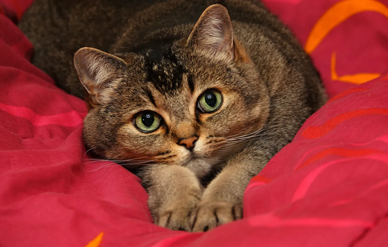 Photo wallpaper cat, cat, look, face, pose, grey, portrait, paws