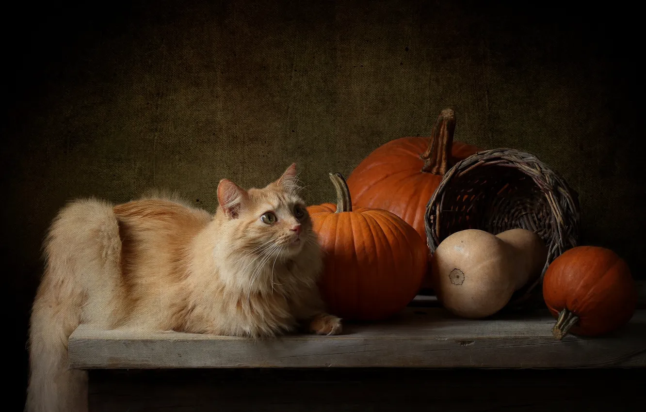 Photo wallpaper autumn, cat, cat, look, the dark background, table, basket, harvest