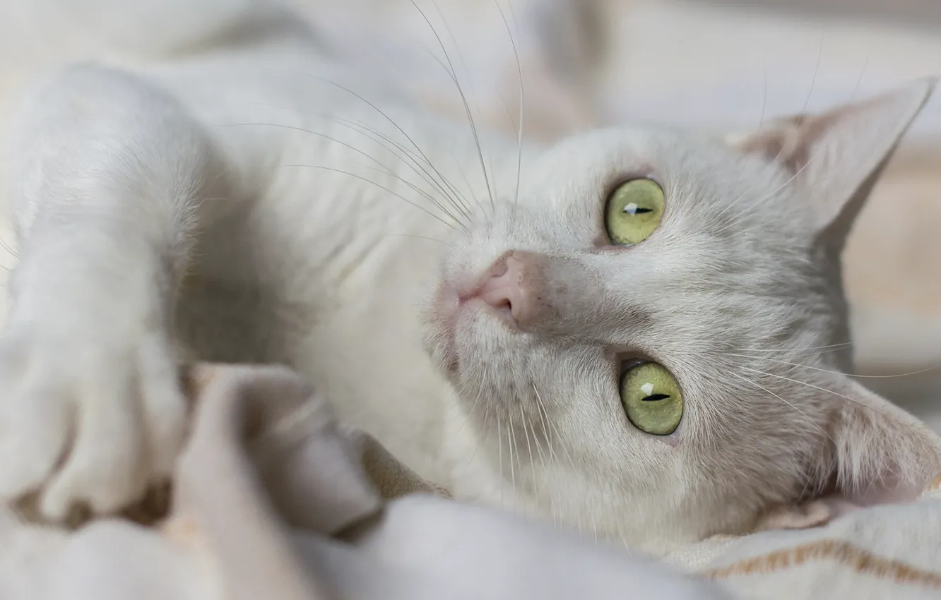 Photo wallpaper cat, cat, look, green eyes