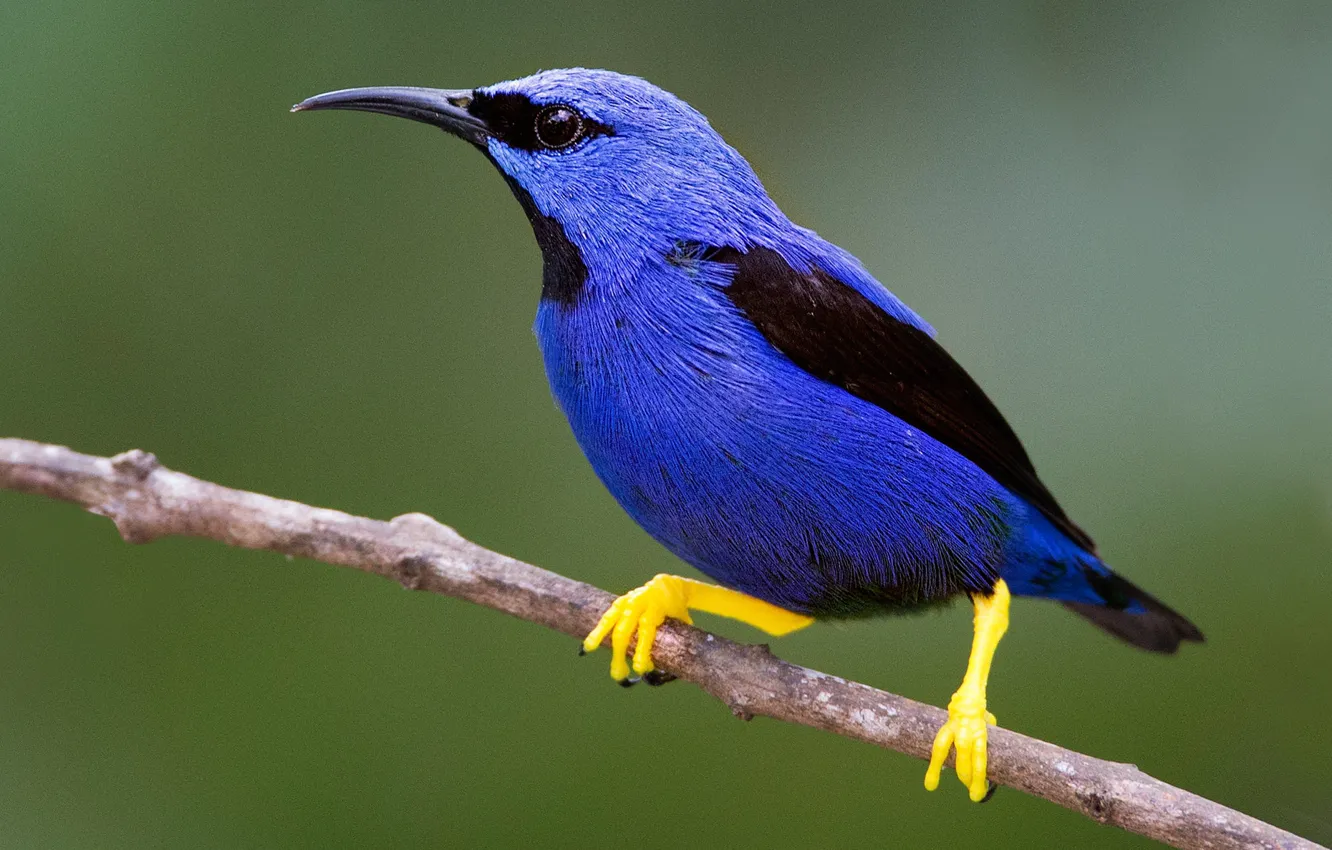 Photo wallpaper bird, beak, turquoise tanager-honeyeater, branches