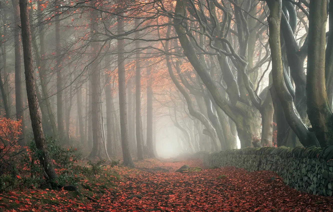 Photo wallpaper autumn, forest, trees, branches, nature, fog, Park, stones
