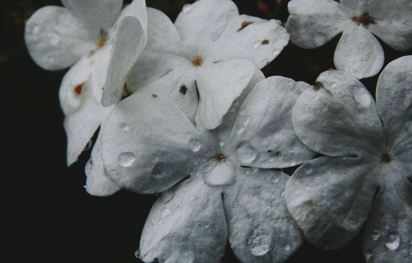 Photo wallpaper flower, macro, drop