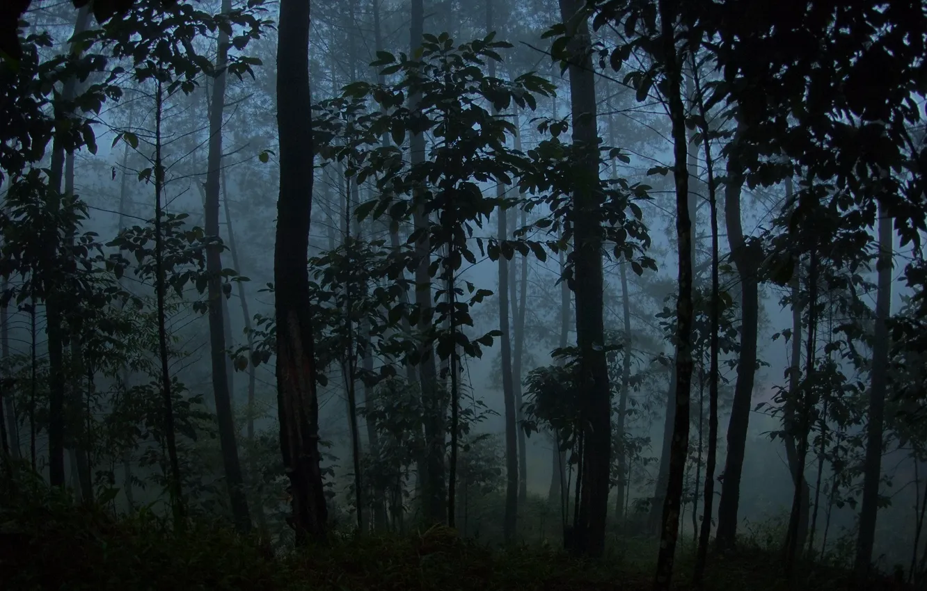 Photo wallpaper forest, trees, nature, fog, twilight