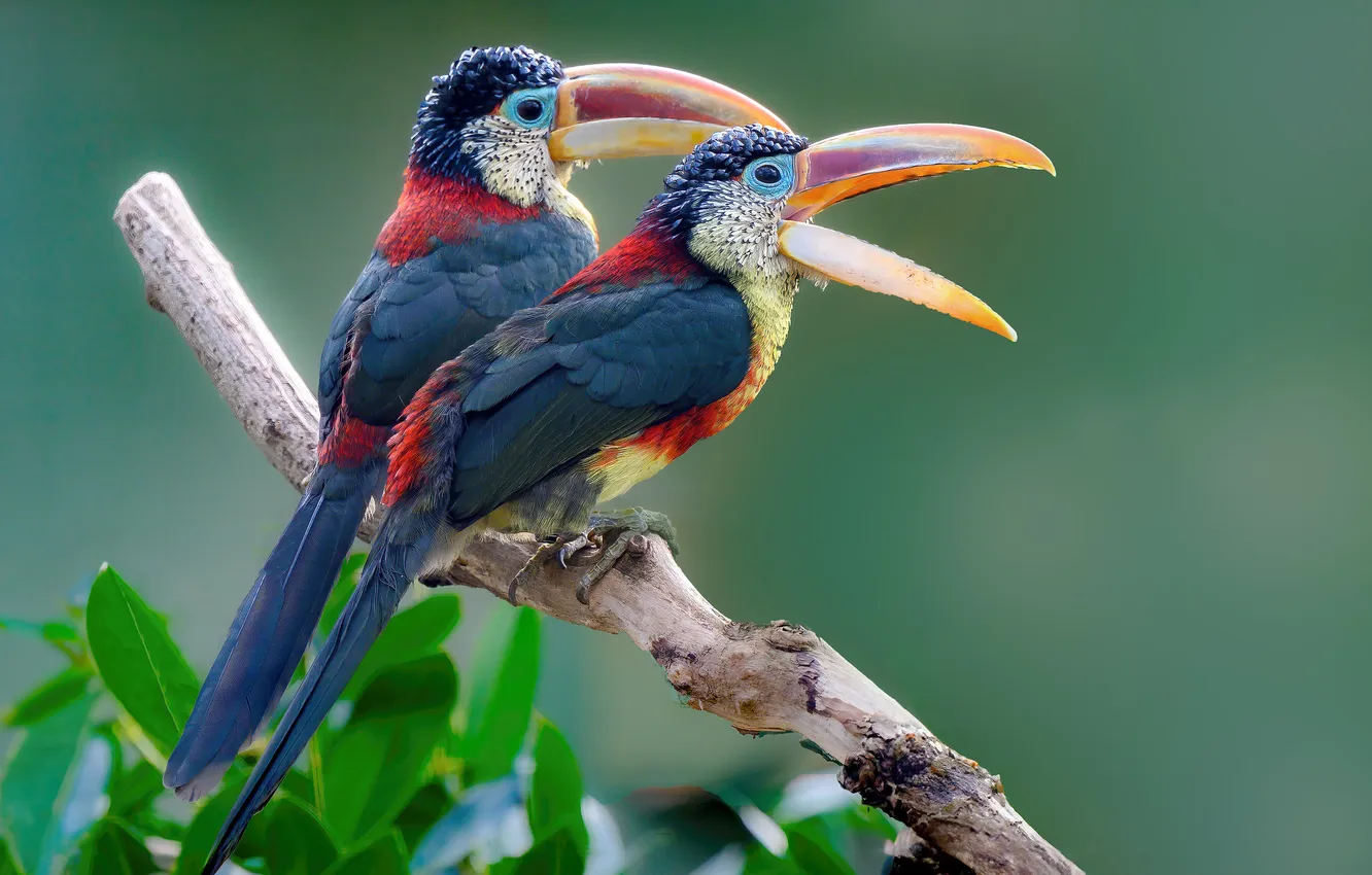 Photo wallpaper leaves, branches, bird, beak, pair, a couple, Duo, Toucan