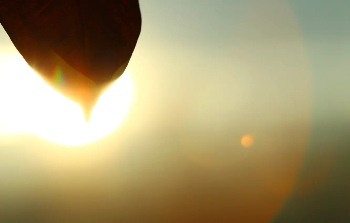 Photo wallpaper leaves, the sun, spring