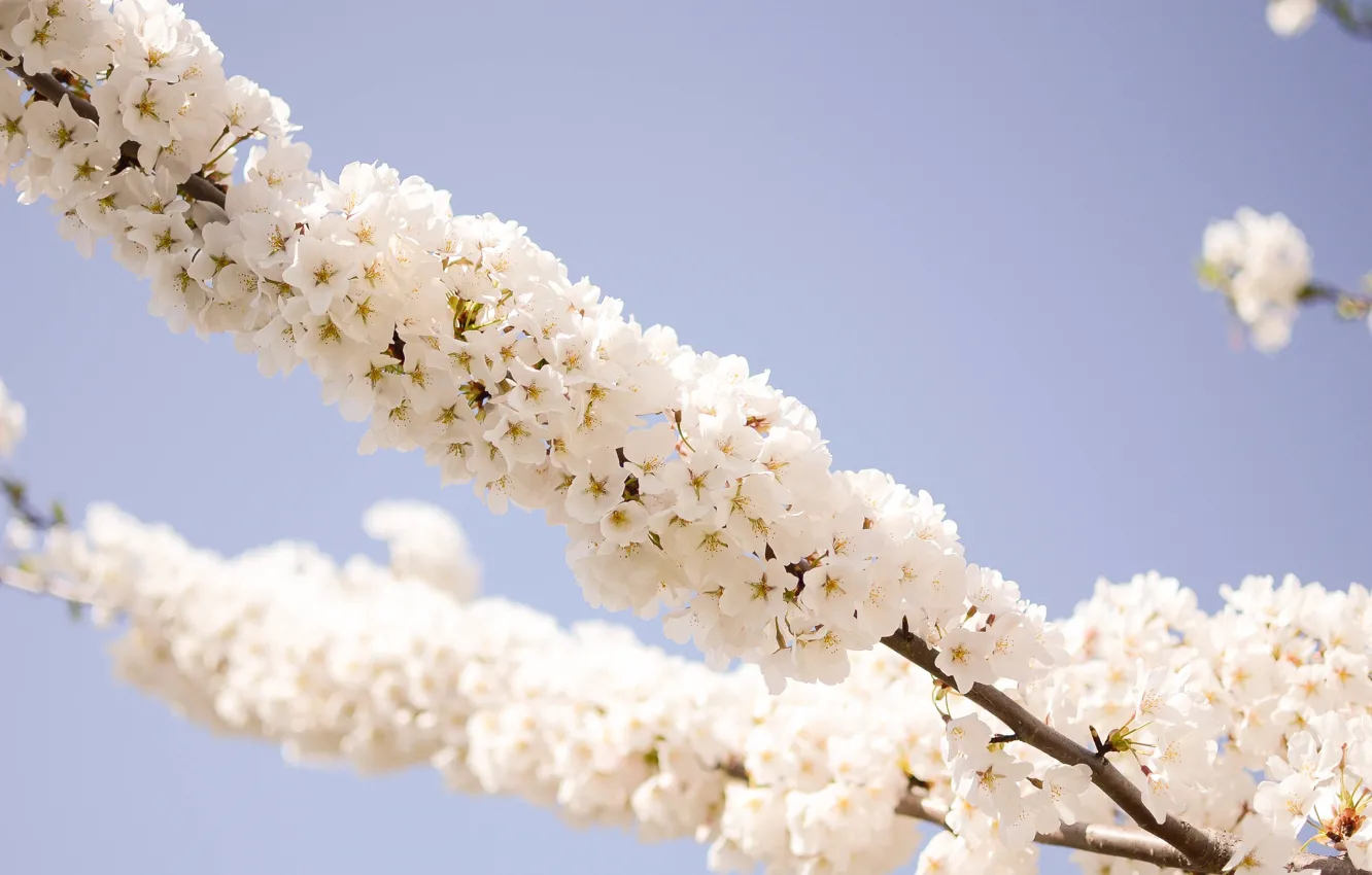 Photo wallpaper macro, branches, spring, flowers, spring, blossoms, Makro, Flowering