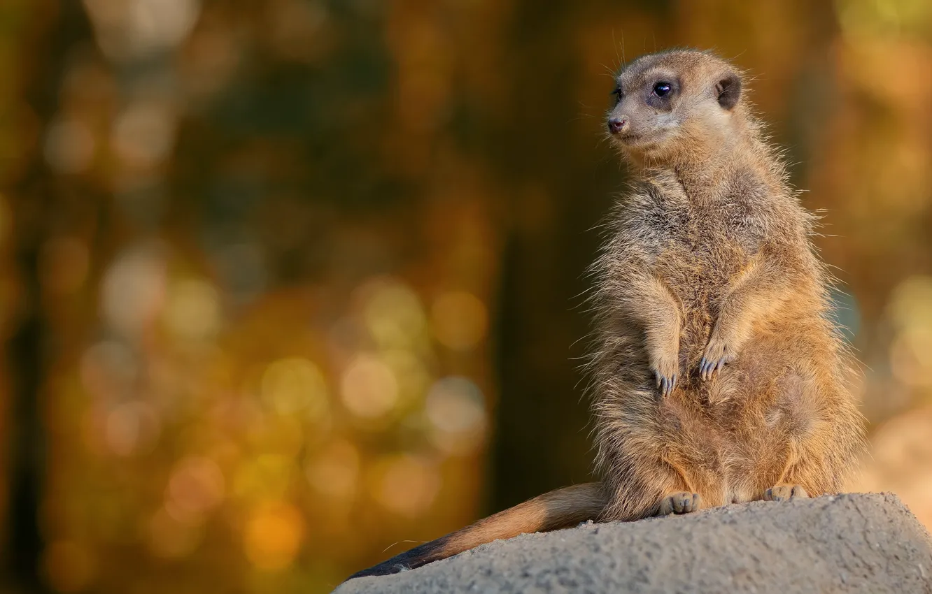 Photo wallpaper look, pose, stones, background, meerkats, stand, bokeh