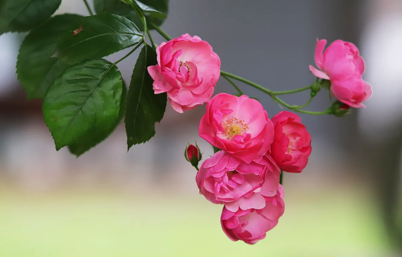 Photo wallpaper leaves, flowers, background, roses, branch, pink, roses