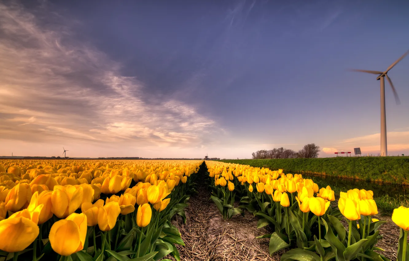 Photo wallpaper field, the sky, clouds, flowers, perspective, beauty, windmill, spring