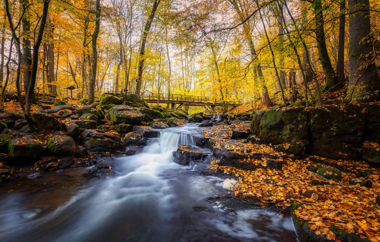 Photo wallpaper autumn, forest, foliage, waterfall, pond