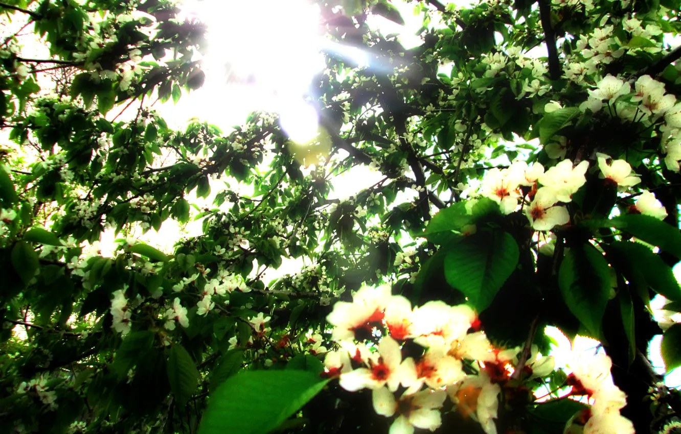 Photo wallpaper trees, flowers, spring, apricots