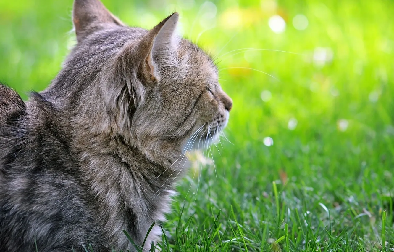 Photo wallpaper greens, cat, grass, cat, lawn, Kote, lying