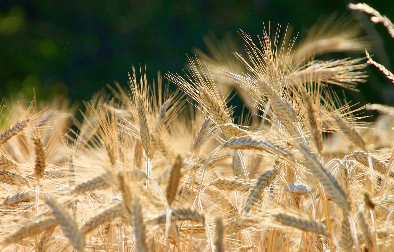 Photo wallpaper wheat, grains, Brown, planting