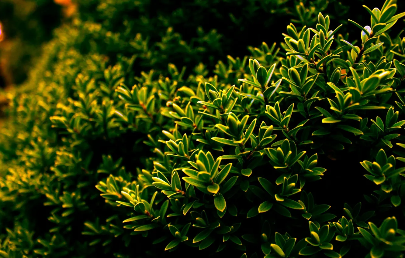Photo wallpaper greens, leaves, Bush, Nature, leaves, nature, shrub