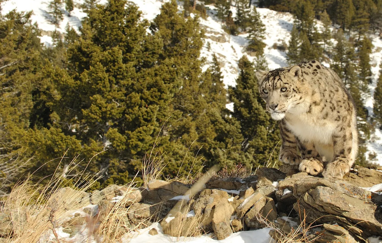 Photo wallpaper cat, snow, nature, stones, IRBIS, snow leopard