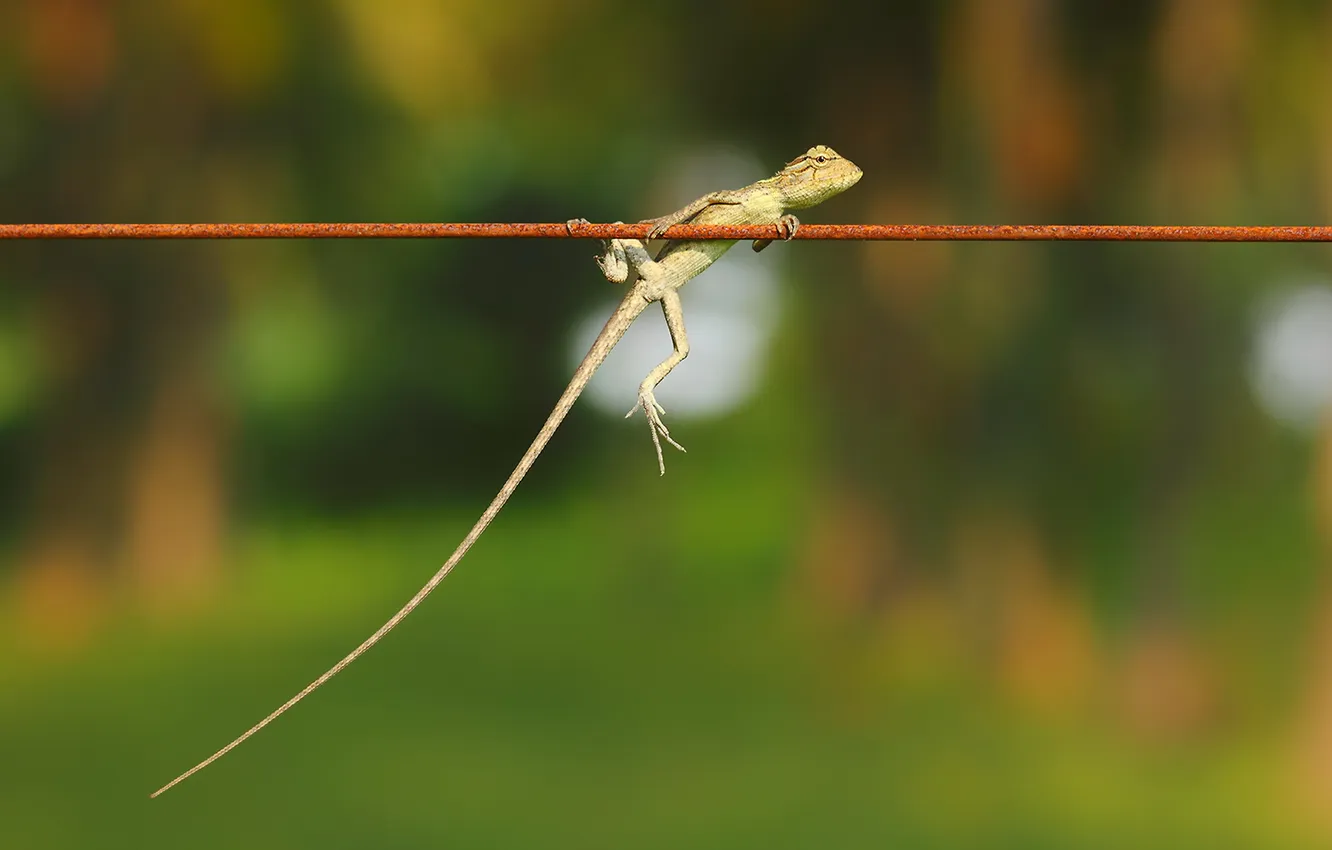 Photo wallpaper nature, background, lizard