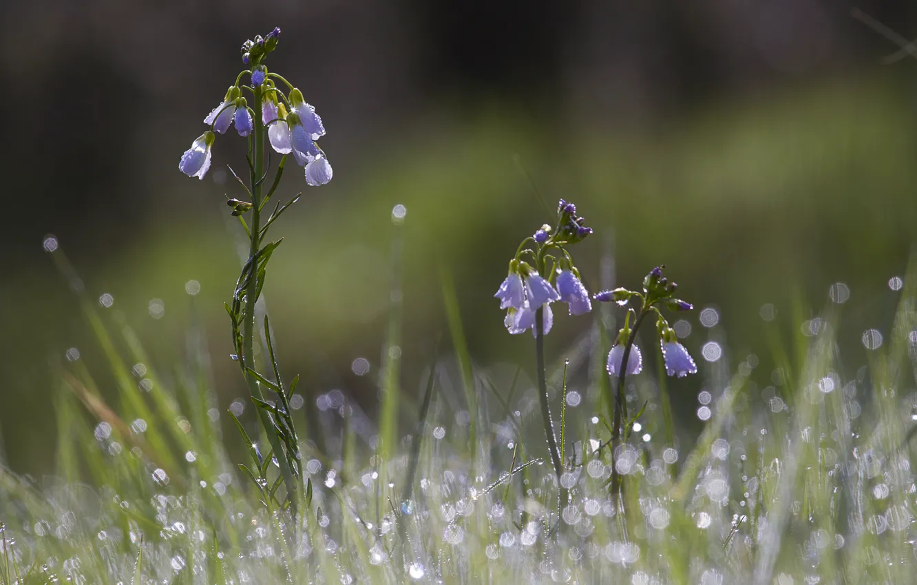 Photo wallpaper grass, drops, flowers, Rosa, glare, blue