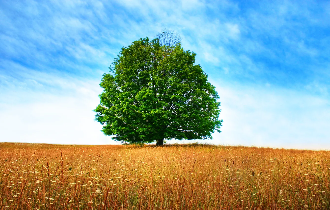 Photo wallpaper field, the sky, trees