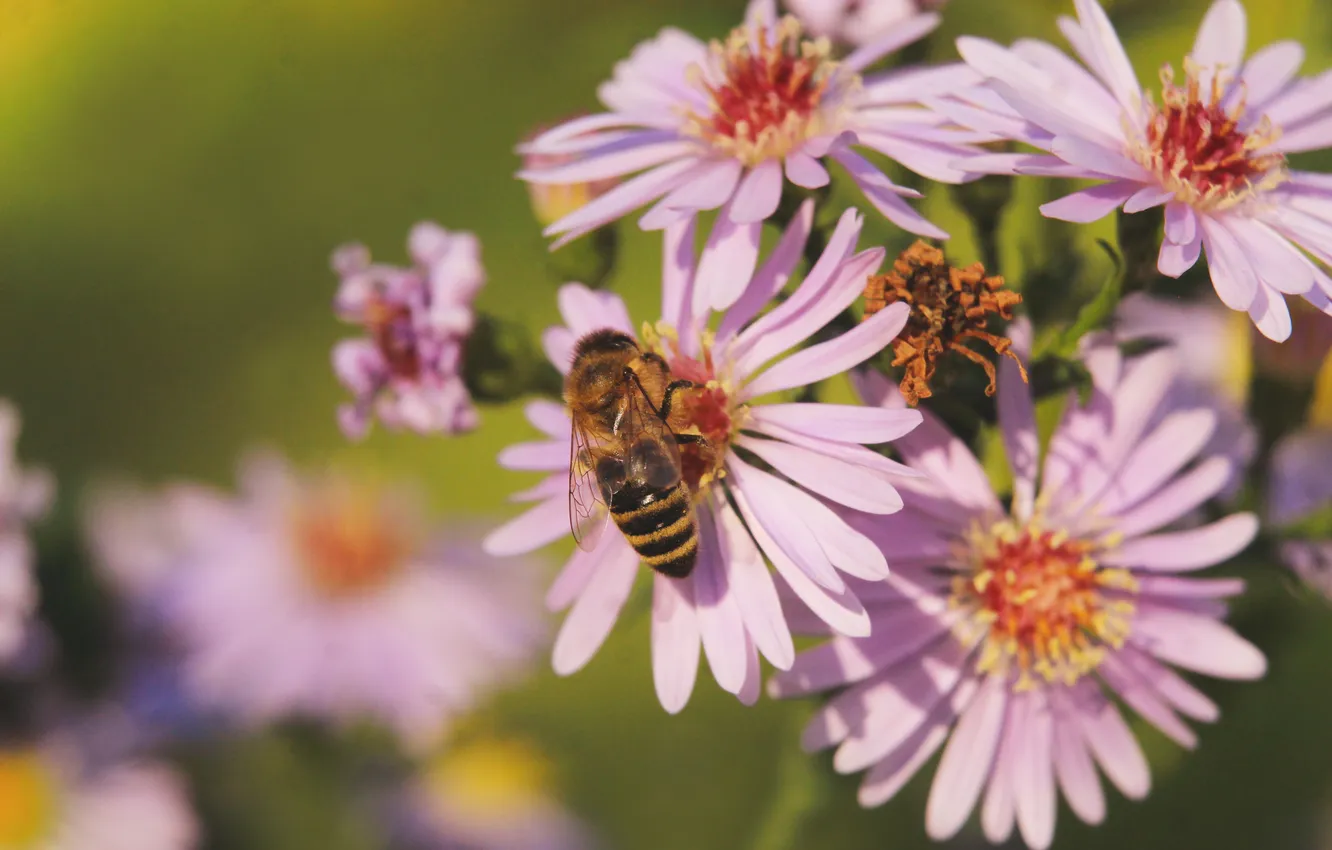 Photo wallpaper flower, bee, aster
