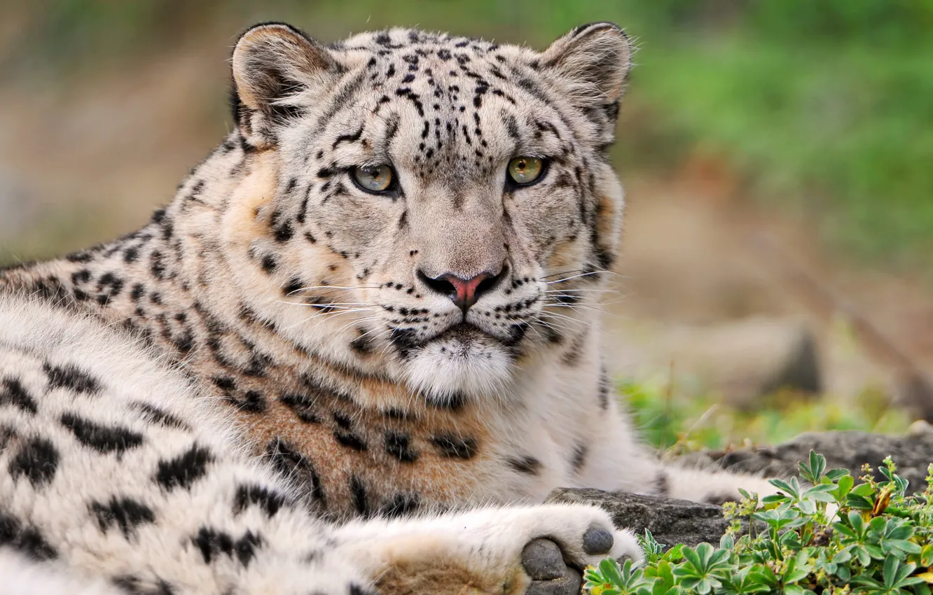Photo wallpaper IRBIS, snow leopard, gloomy
