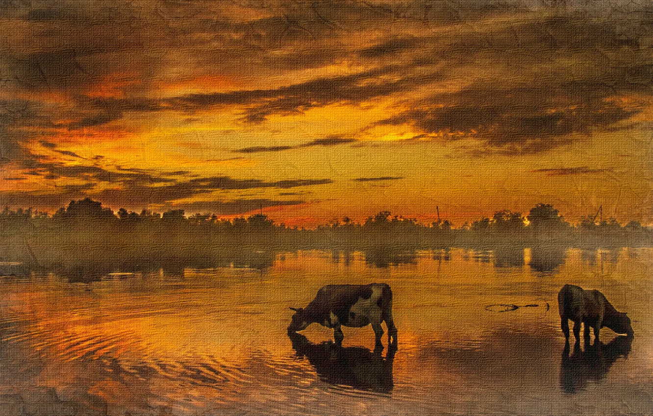 Photo wallpaper sunset, texture, cows, drink